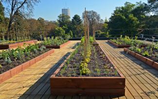 The plant beds are arranged in a linear fashion, in two sizes and with two in a row. © Ecovegetal Vegetable and herb plots on a rooftop with wooden decking
